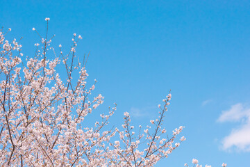 青空に映える桜