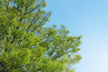 Fototapeta premium 爽やかな新緑と青空