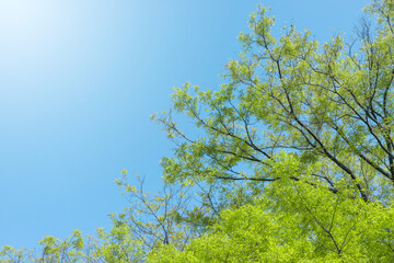 爽やかな新緑と青空
