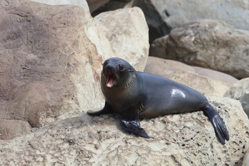 Neuseeländischer Seebär / New Zealand fur seal / Arctocephalus forsteri.