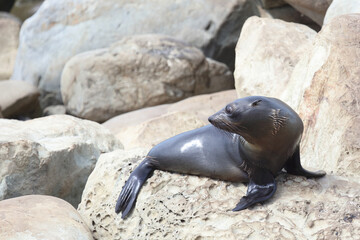 Neuseeländischer Seebär / New Zealand fur seal / Arctocephalus forsteri.