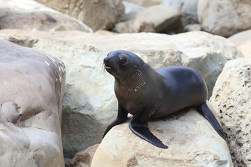 Obraz premium Neuseeländischer Seebär / New Zealand fur seal / Arctocephalus forsteri.