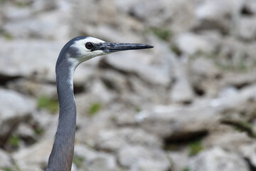 Wei&szlig;wangenreiher / White-faced or white-fronted heron / Egretta novaehollandiae
