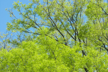 爽やかな新緑と青空