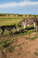 Wild burro with foal in tall grass