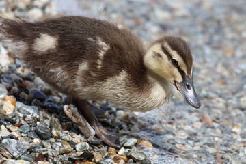 Stockente / Mallard / Anas platyrhynchos...
