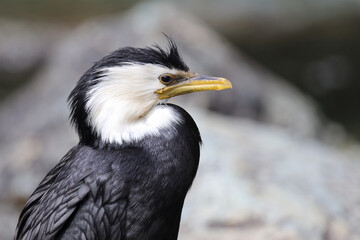 Australische Zwergscharbe oder Kräuselscharbe / Little pied cormorant or Little shag / Microcarbo melanoleucos