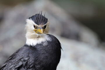 Australische Zwergscharbe oder Kräuselscharbe / Little pied cormorant or Little shag / Microcarbo...