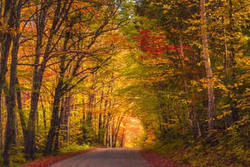 Vibrant autumn colors form a canopy over a gravel road in Vermont