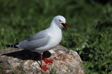 Rotschnabelmöwe / Red-billed gull / Larus scopulinus