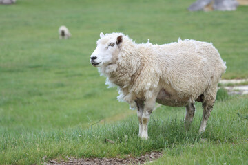 Romneyschaf / Romney sheep / Ovis