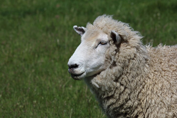 Romneyschaf / Romney sheep / Ovis