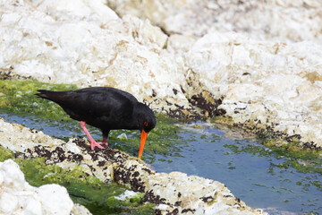 Neuseeländischer Austernfischer / Variable oystercatcher / Haematopus unicolor
