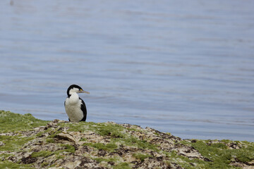 Elsterscharbe / Australian pied cormorant / Phalacrocorax varius