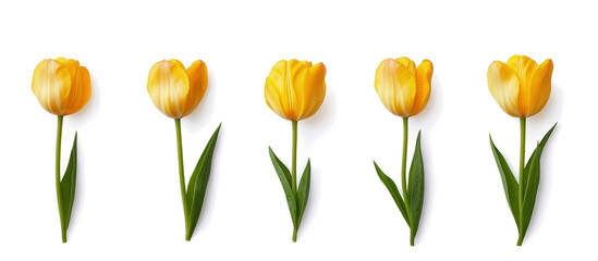 Fototapeta premium A collection of yellow tulips flower isolated on a flat background 