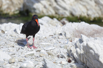 Neuseeländischer Austernfischer / Variable oystercatcher / Haematopus unicolor