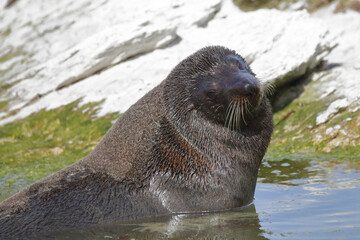 Neuseeländischer Seebär / New Zealand fur seal / Arctocephalus forsteri