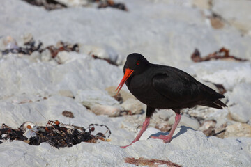 Neuseeländischer Austernfischer / Variable oystercatcher / Haematopus unicolor
