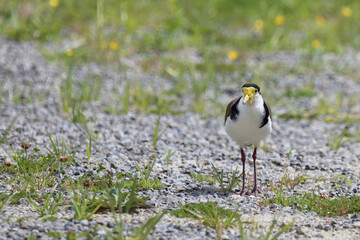 Maskenkiebitz / Masked lapwing / Vanellus miles miles