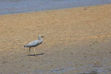 Weißwangenreiher / White-faced or white-fronted heron / Egretta novaehollandiae