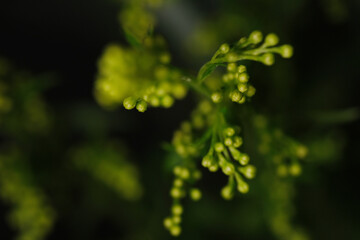Macro shot of green flower background