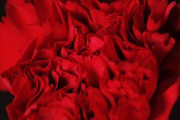 Macro shot of red petals flower as background