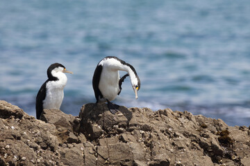 Fototapeta premium Elsterscharbe / Australian pied cormorant / Phalacrocorax varius