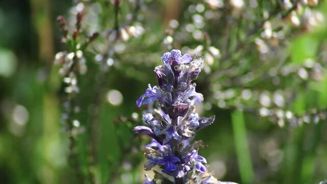Bugleherb plant (ajuga reptans) in slight breeze. Purple floral background, nature and flowers in spring 
