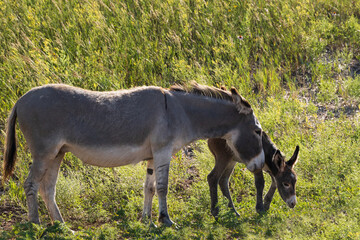 Wild burro with foal in tall grass