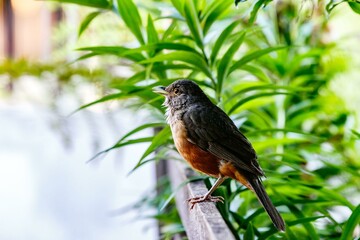 Orange-headed thrush on the garden fence looking for food to satisfy its hunger