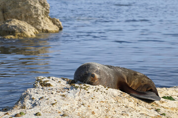Fototapeta premium Neuseeländischer Seebär / New Zealand fur seal / Arctocephalus forsteri