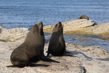 Neuseeländischer Seebär / New Zealand fur seal / Arctocephalus forsteri