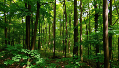 Fototapeta premium Lush green forest with tall trees and vibrant foliage, creating serene and peaceful atmosphere