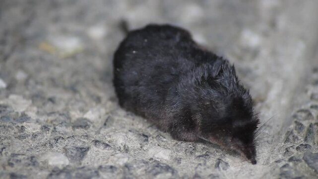 Dead common shrew lying on a concrete floor after being killed by a cat. A fly eating dead shrew
