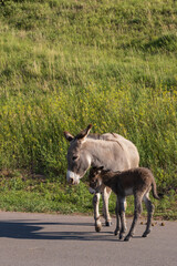 Wild burro with foal in tall grass