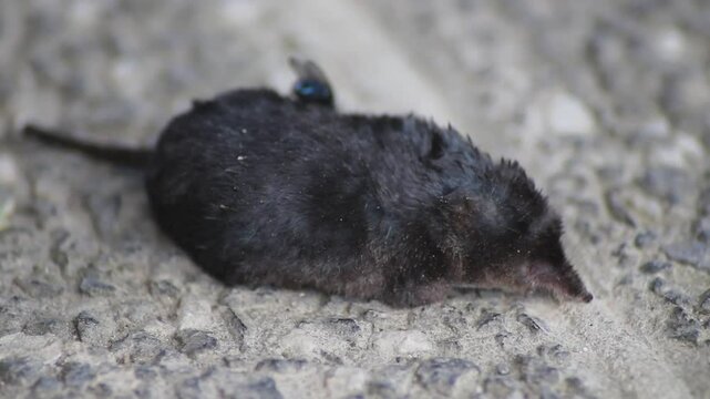 Dead common shrew lying on a concrete floor after being killed by a cat. A fly eating dead shrew
