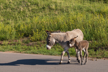 Burro foal with mother