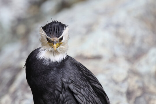 Australische Zwergscharbe oder Kr&auml;uselscharbe / Little pied cormorant or Little shag / Microcarbo melanoleucos