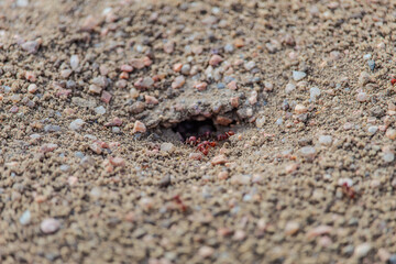 Fire ants hard at work