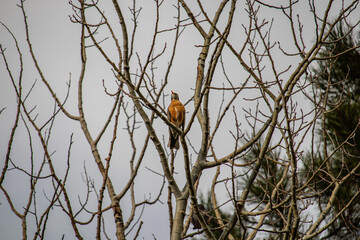 bird in a tree