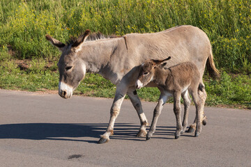 Burro foal with mother