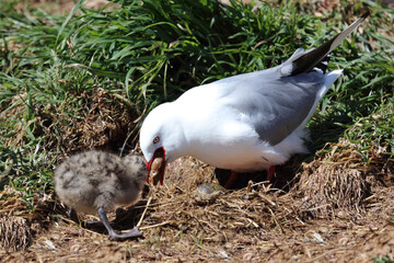 Rotschnabelmöwe / Red-billed gull / Larus scopulinus....