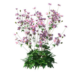 Anemone hupehensis, Anemone x hybrida, Japanese anemone, evergreen, small tree, bush, light for daylight, easy to use, 3d render, isolated