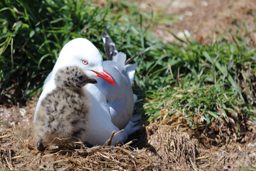 Rotschnabelmöwe / Red-billed gull / Larus scopulinus.