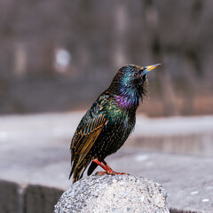 Colorful feather bird on a bench