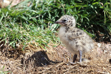 Fototapeta premium Rotschnabelmöwe / Red-billed gull / Larus scopulinus.