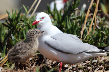 Rotschnabelmöwe / Red-billed gull / Larus scopulinus.