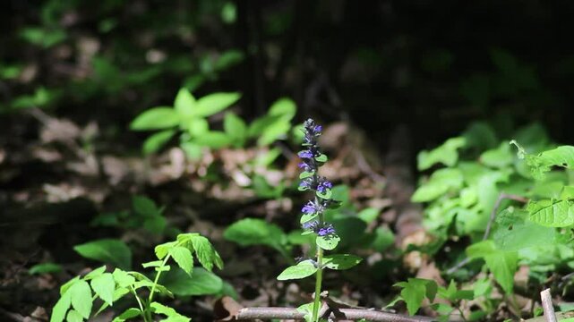 Bugleherb plant (ajuga reptans) in slight breeze. Purple floral background, nature and flowers in spring 
