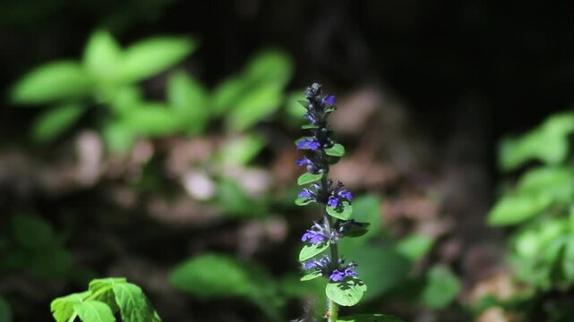 Bugleherb plant (ajuga reptans) in slight breeze. Purple floral background, nature and flowers in spring 
