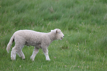 Fototapeta premium Romneyschaf / Romney sheep / Ovis.